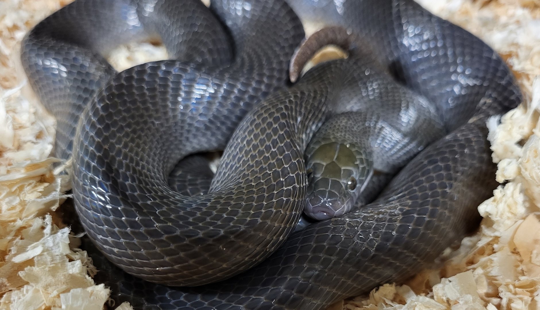African house snake - Boaedon fuiginosus - adult