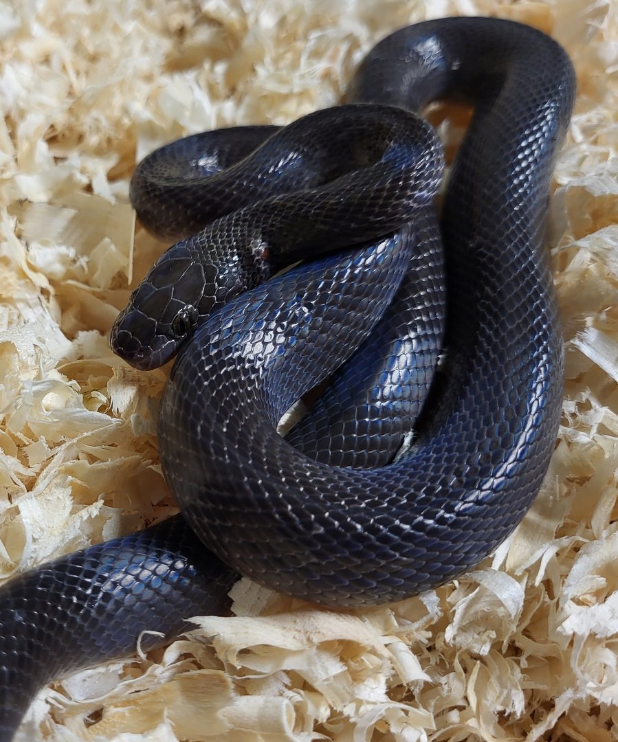 African house snake - Boaedon fuliginosus - adult
