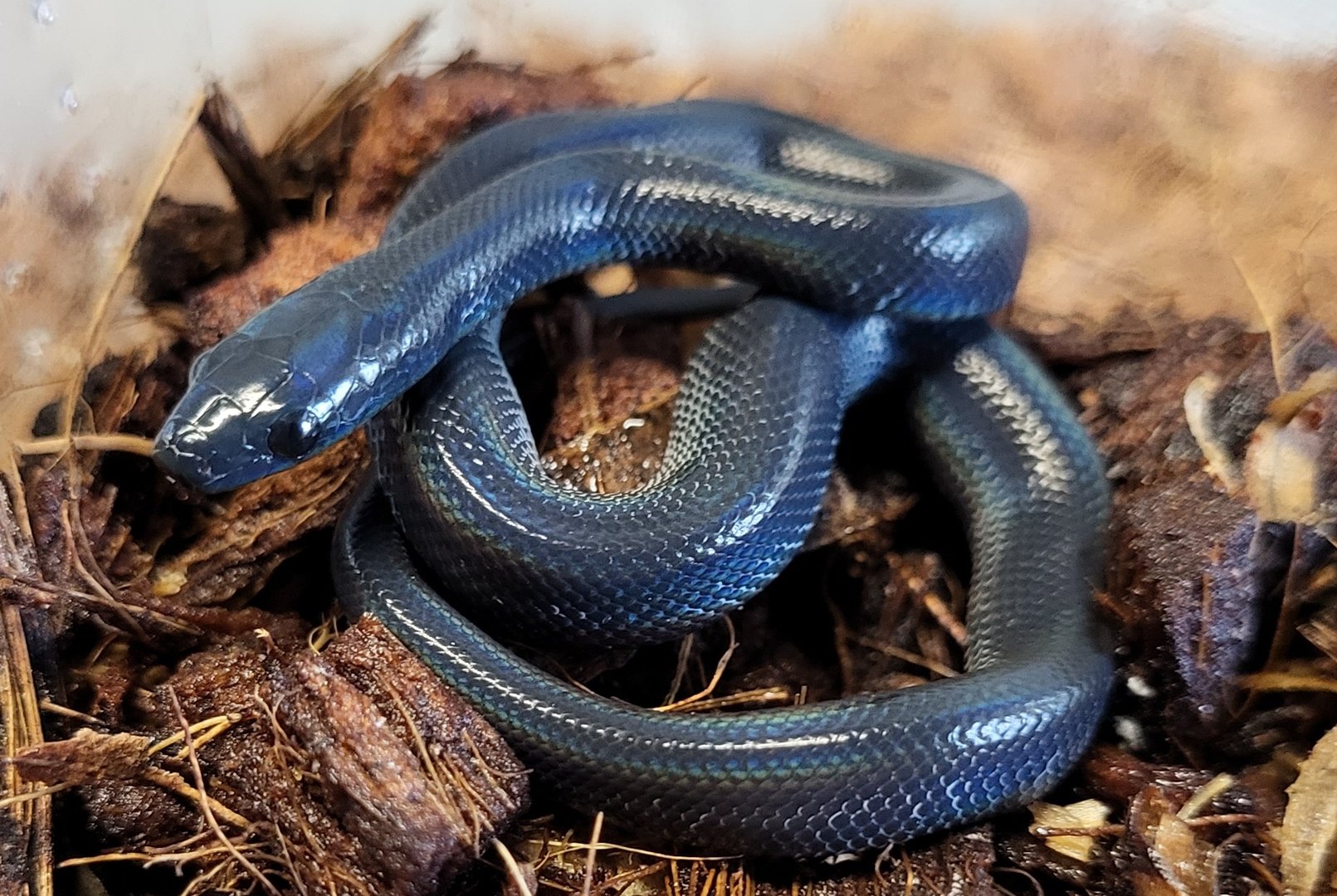 African house snake - Boaedon fuliginosus - freshly hatched