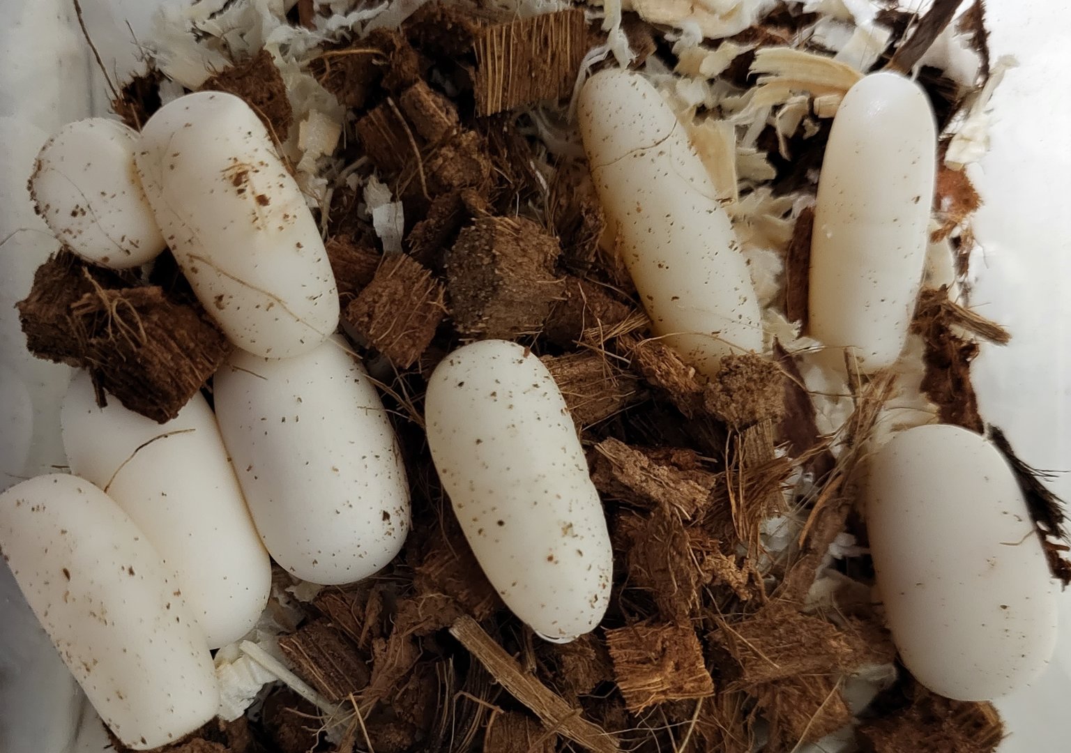 African house snake - Boaedon fuliginosus - freshly laid eggs