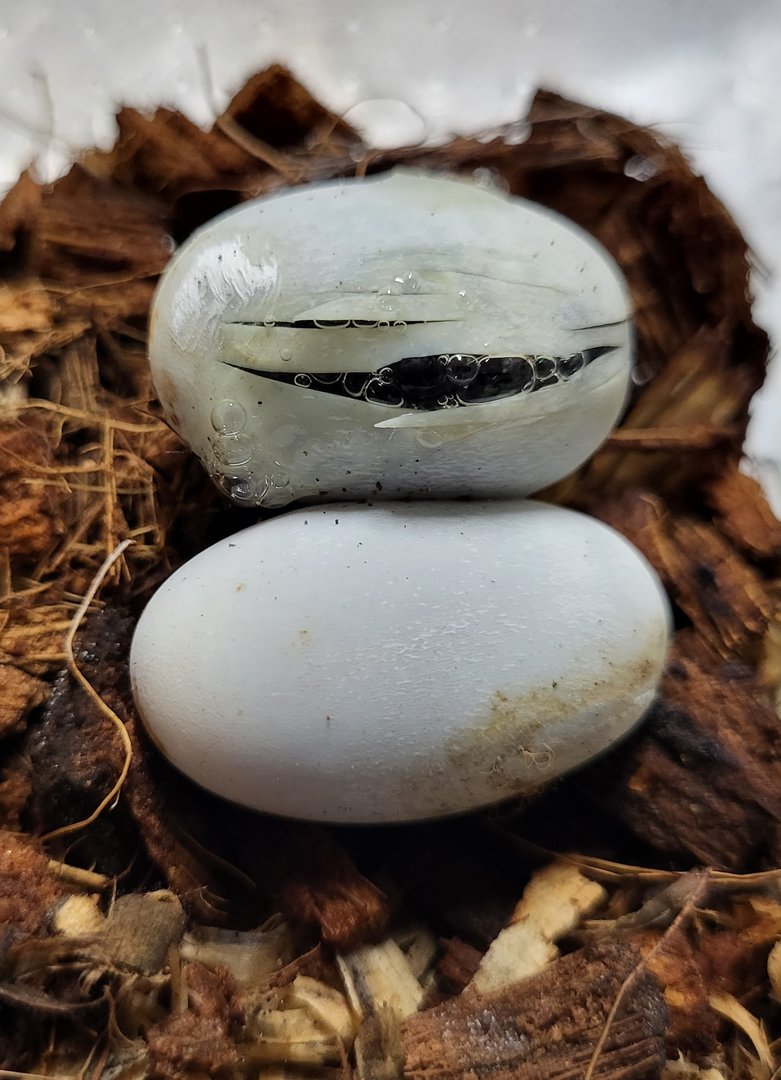 African house snake - Boaedon fuliginosus - hatching