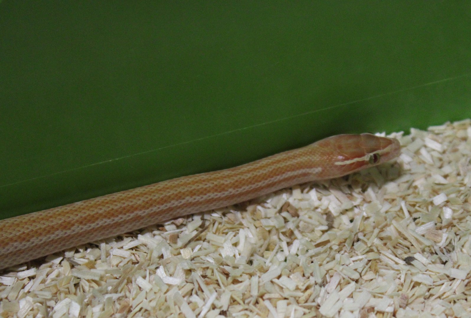 African house snake - Boaedon fuliginosus