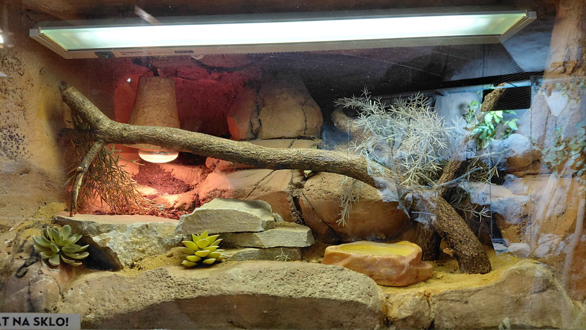 African house snake exhibit