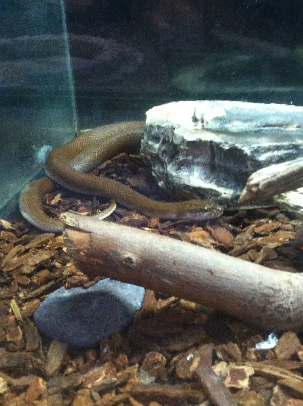 African House Snake