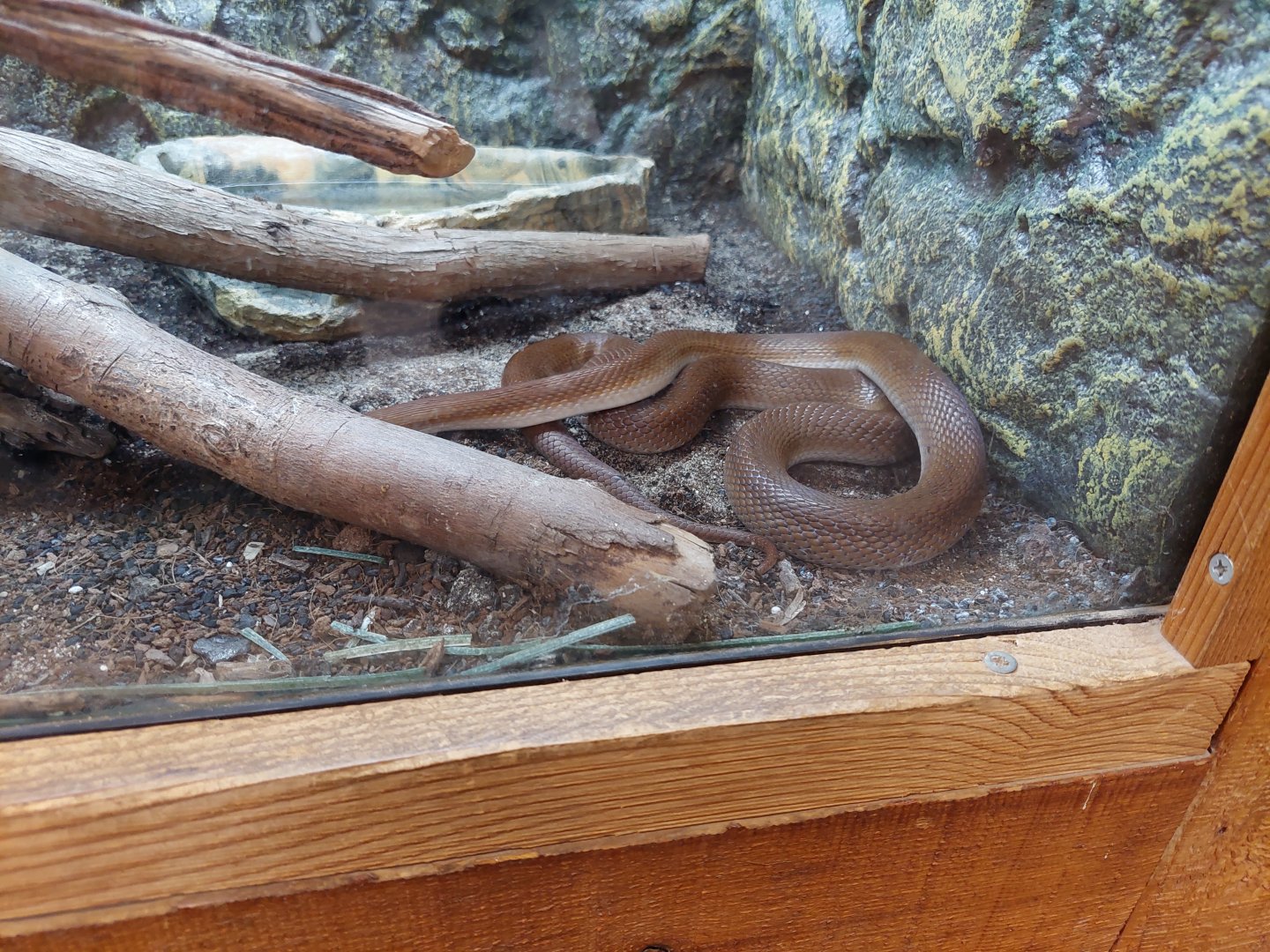 African House Snake