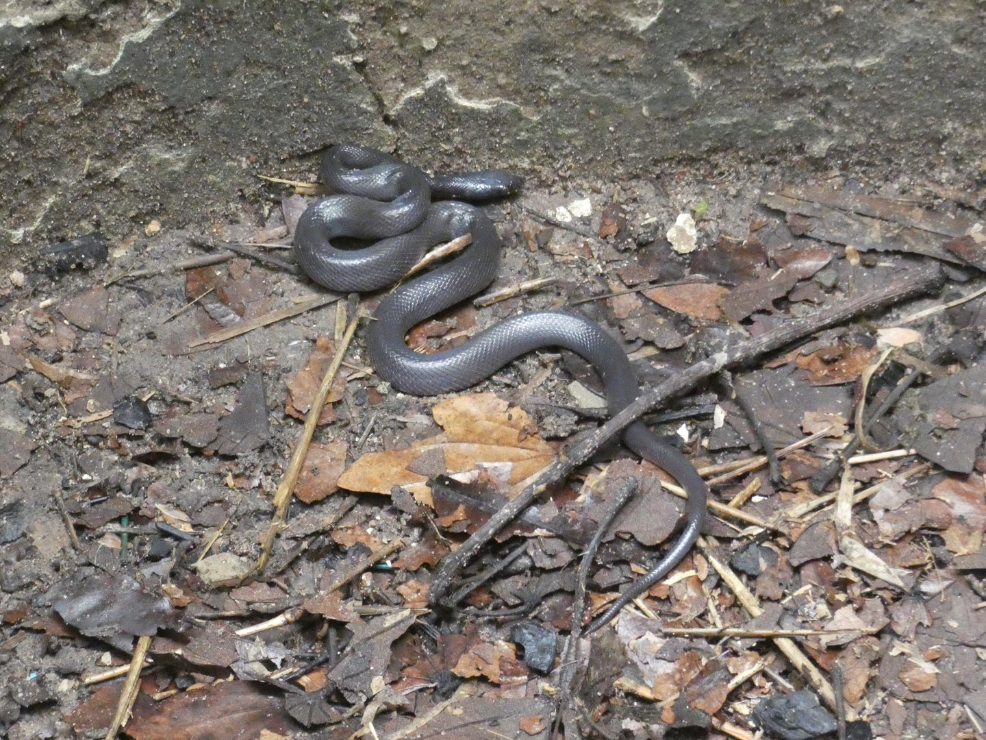African house snake