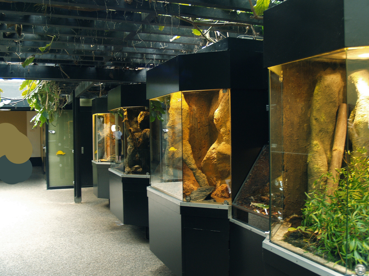 African house terrariums, 2006-07-08