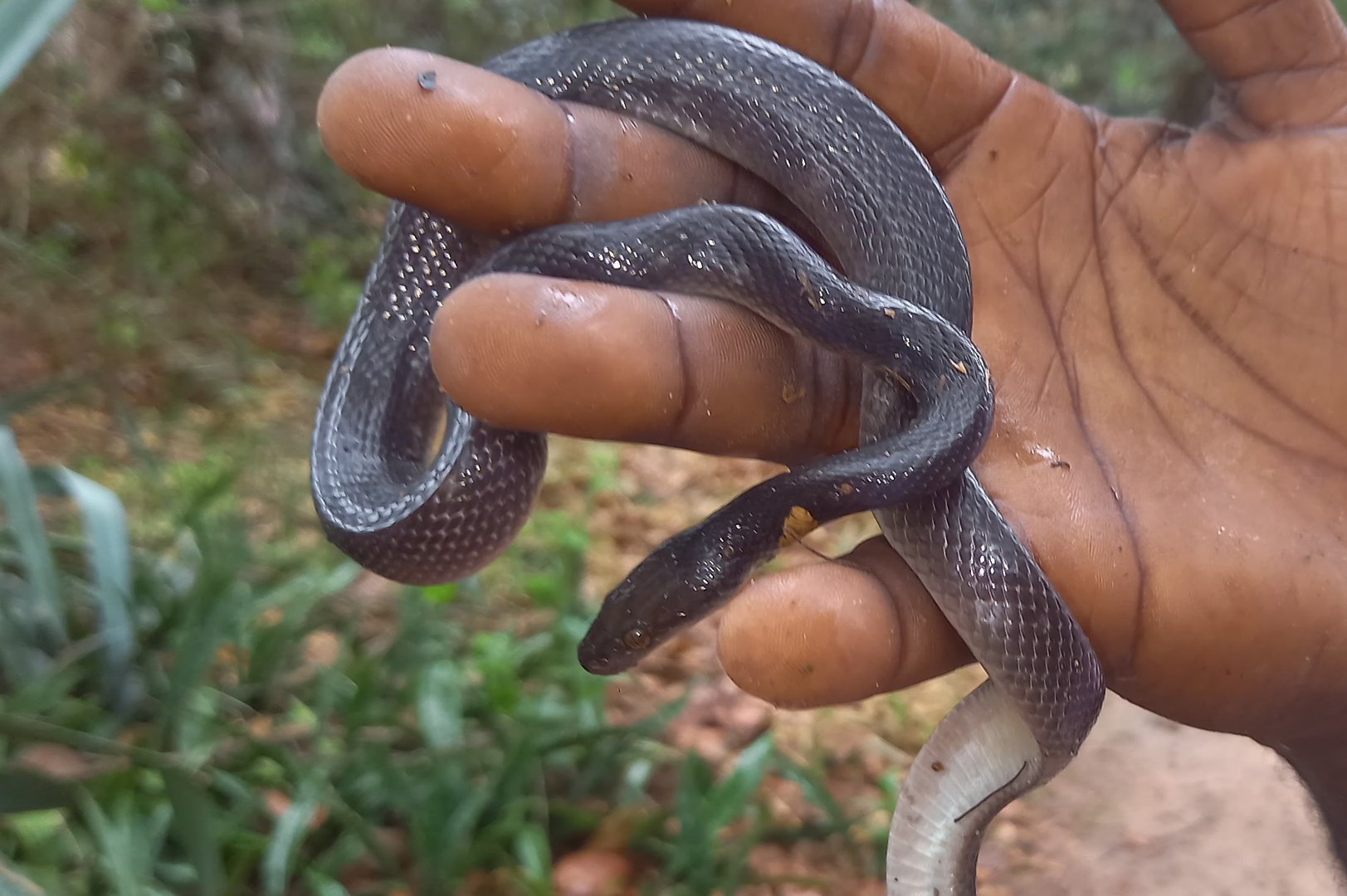 African housesnake