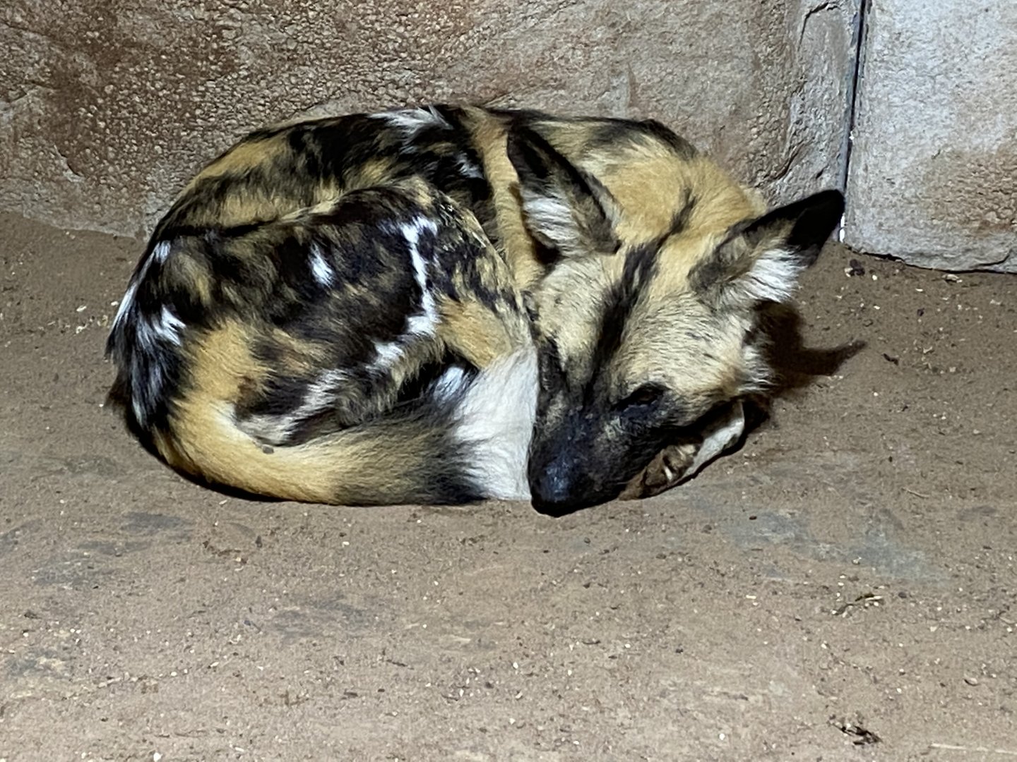 African hunted dog 071020