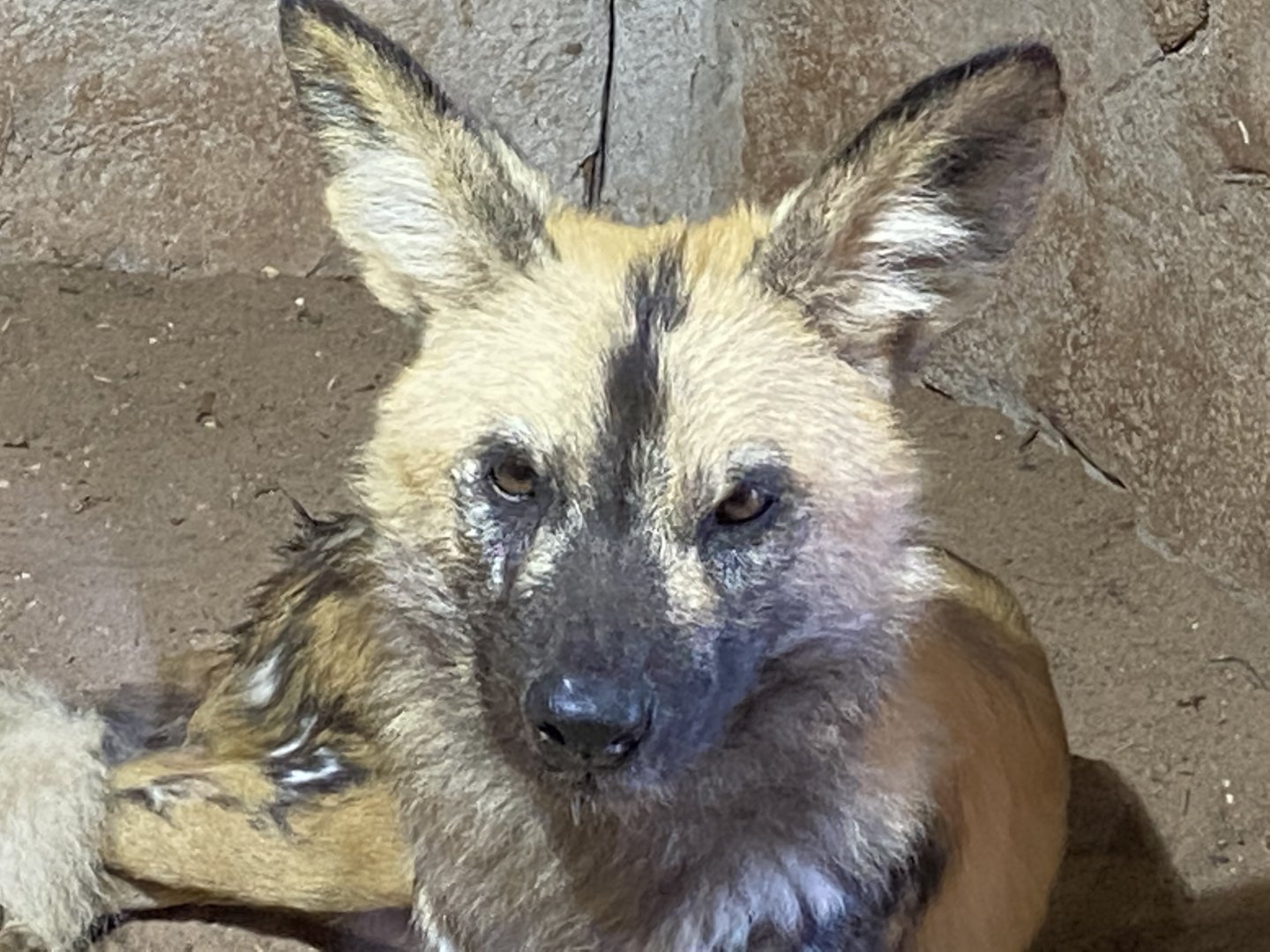 African hunted dog 071020