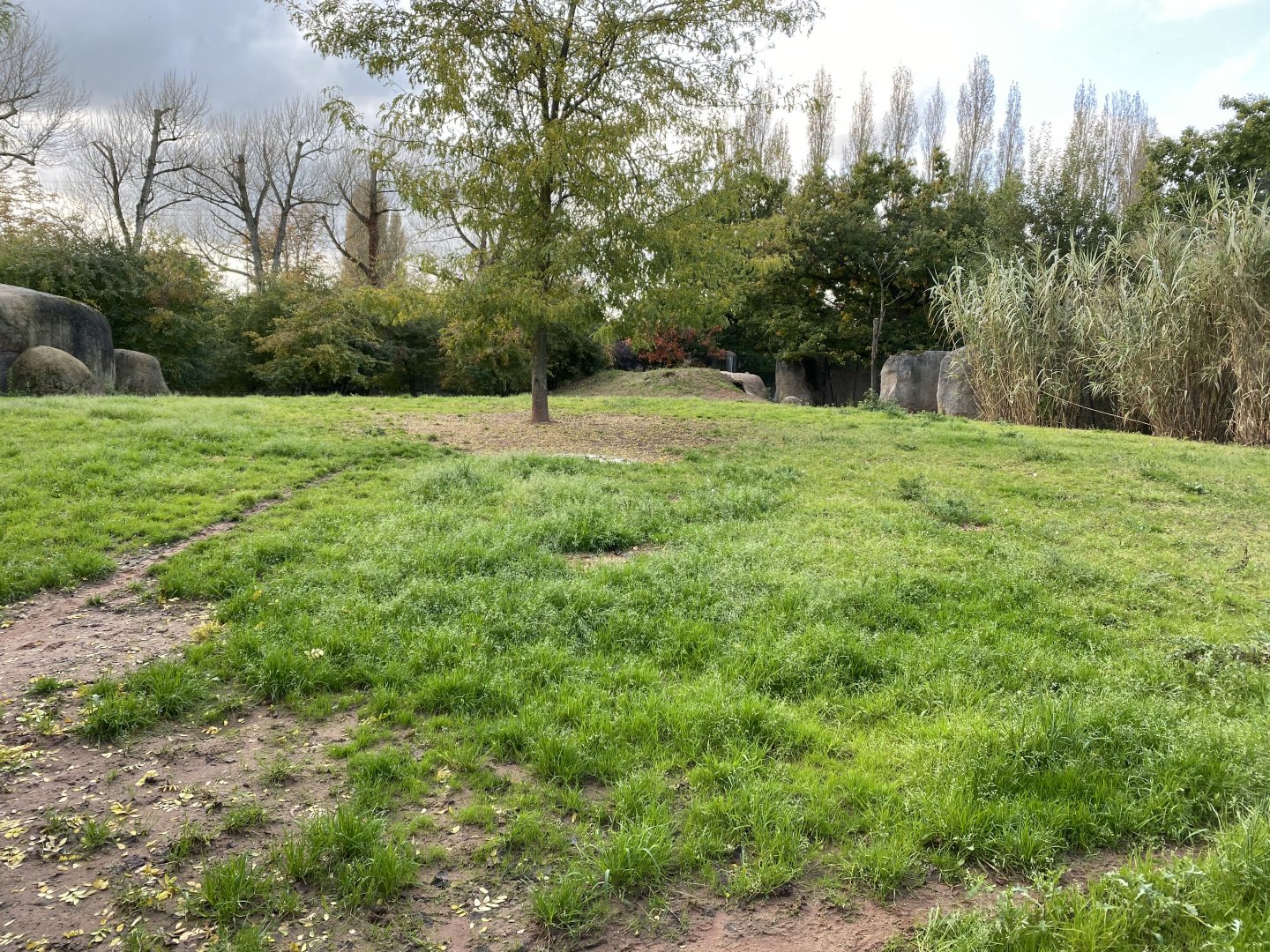 African hunted dog enclosure 071020