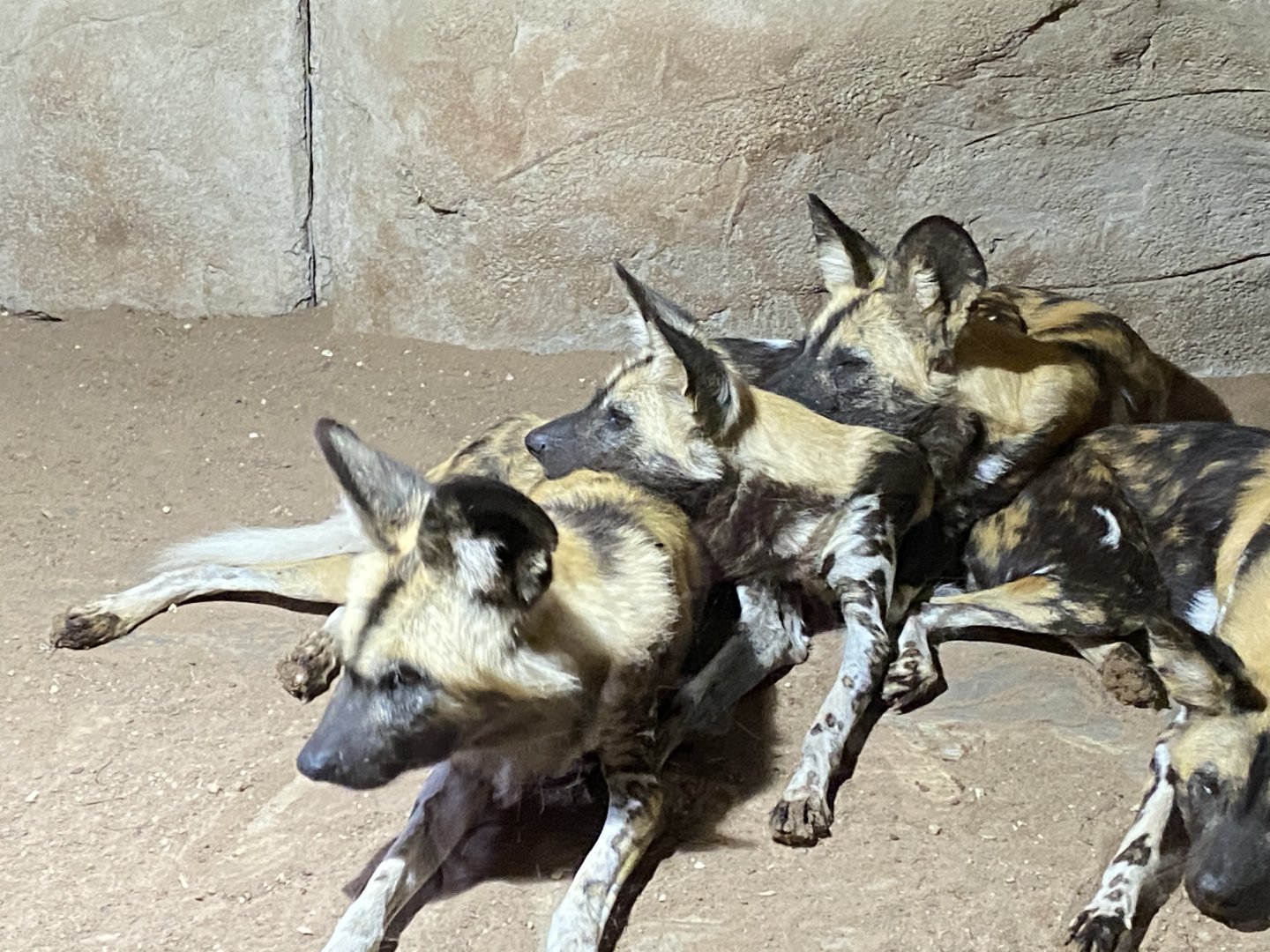 African hunted dogs 071020