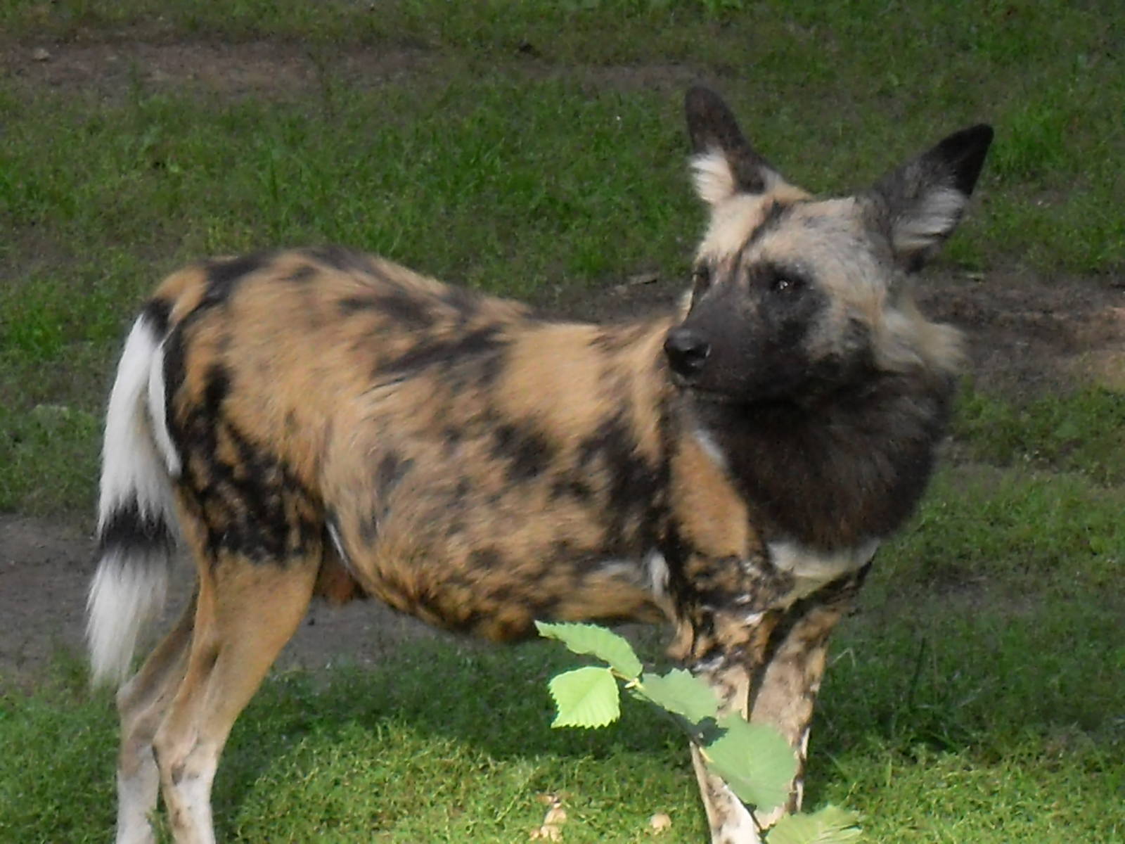 african hunting dog 030910