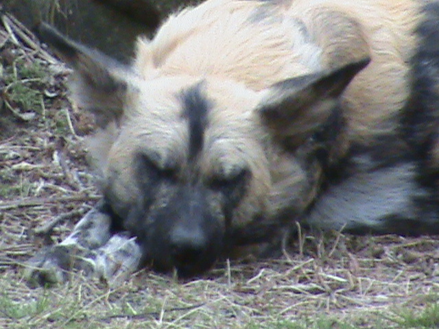 african hunting dog 04/10