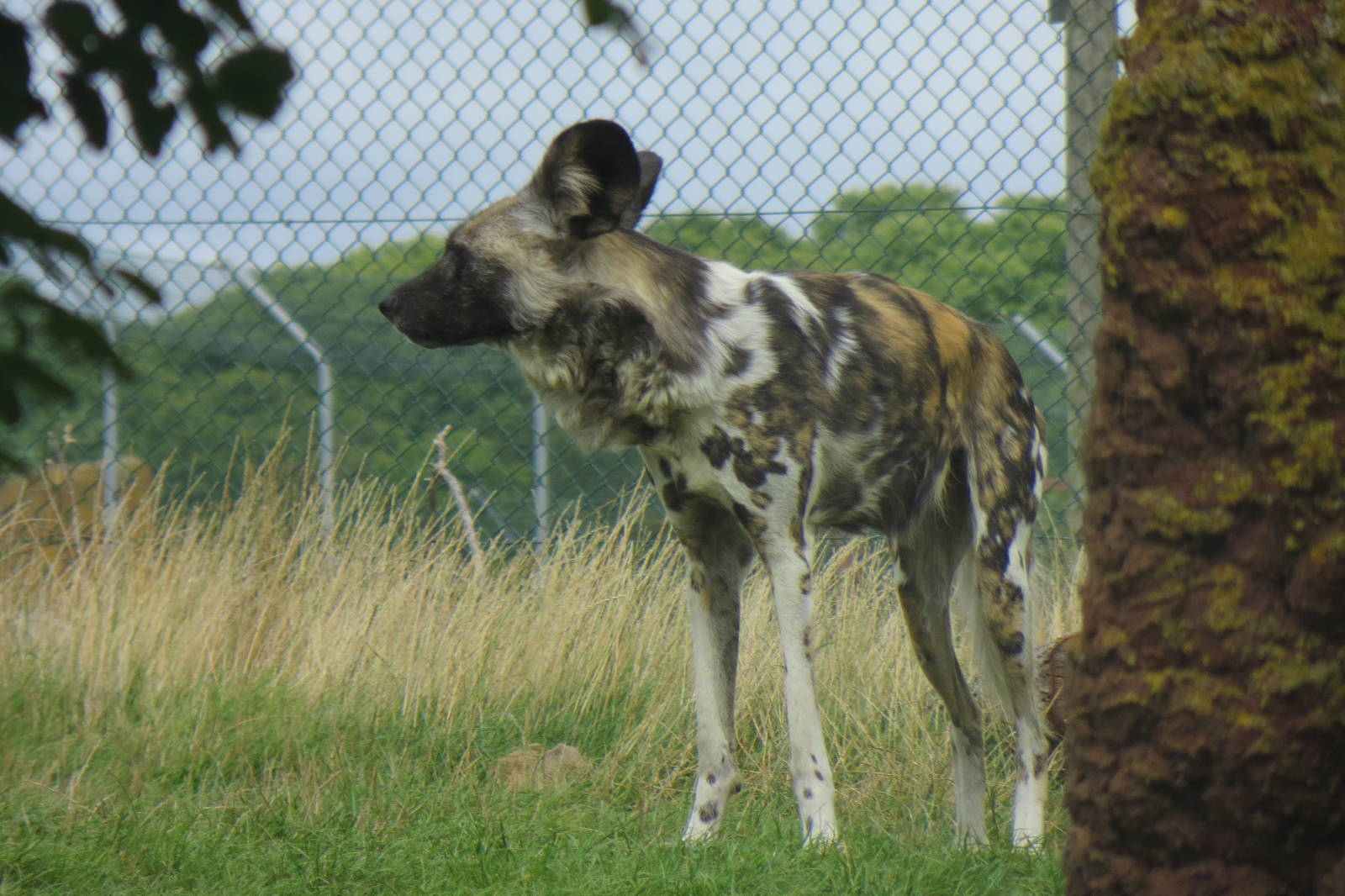 african hunting dog 120813