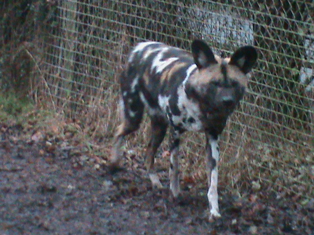 African hunting dog 121210