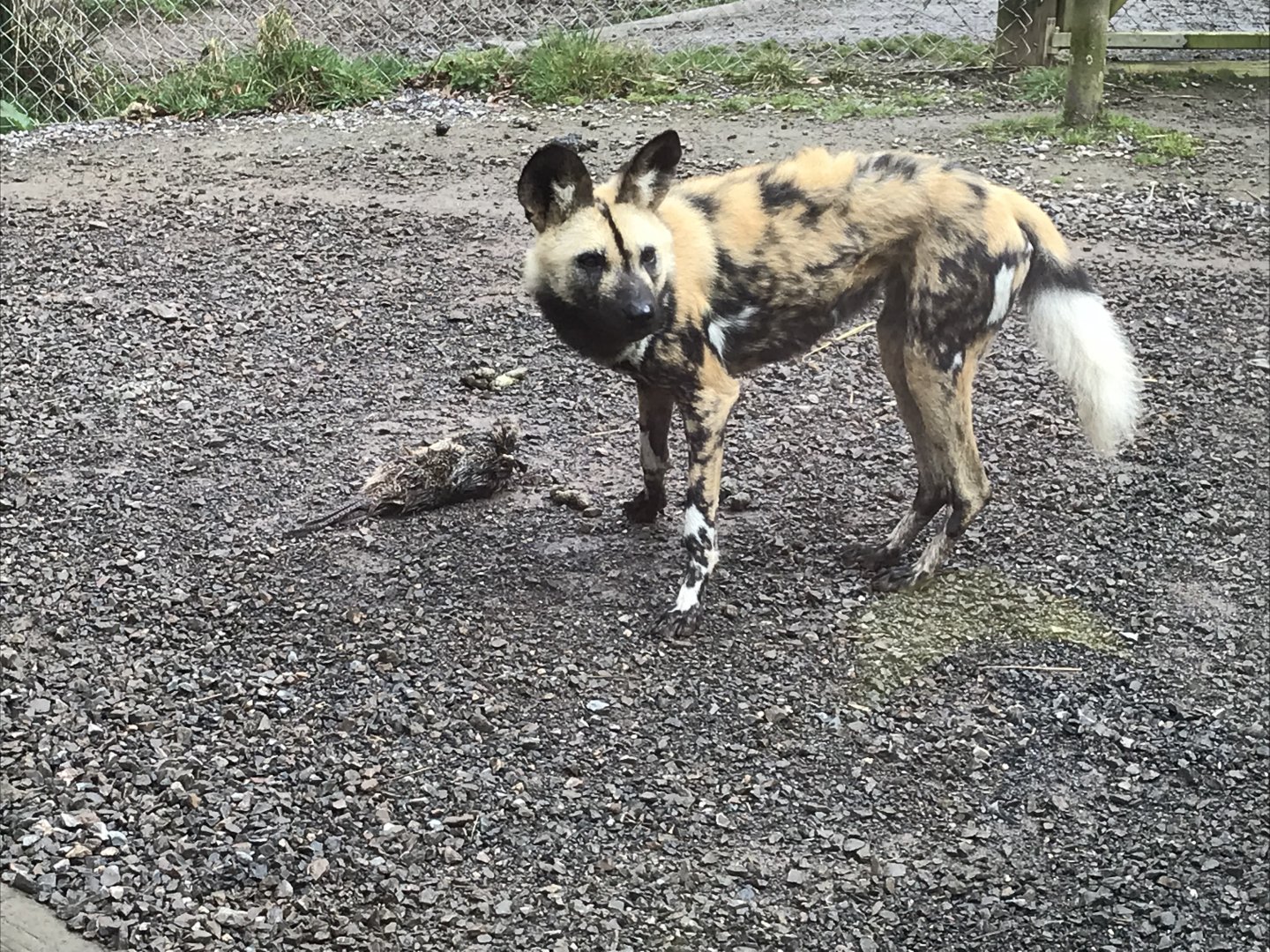 African hunting dog 150418