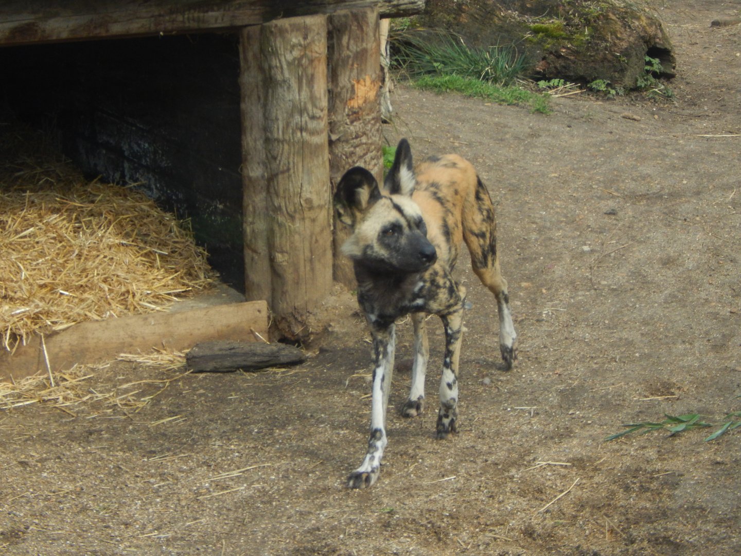 African hunting dog 180322