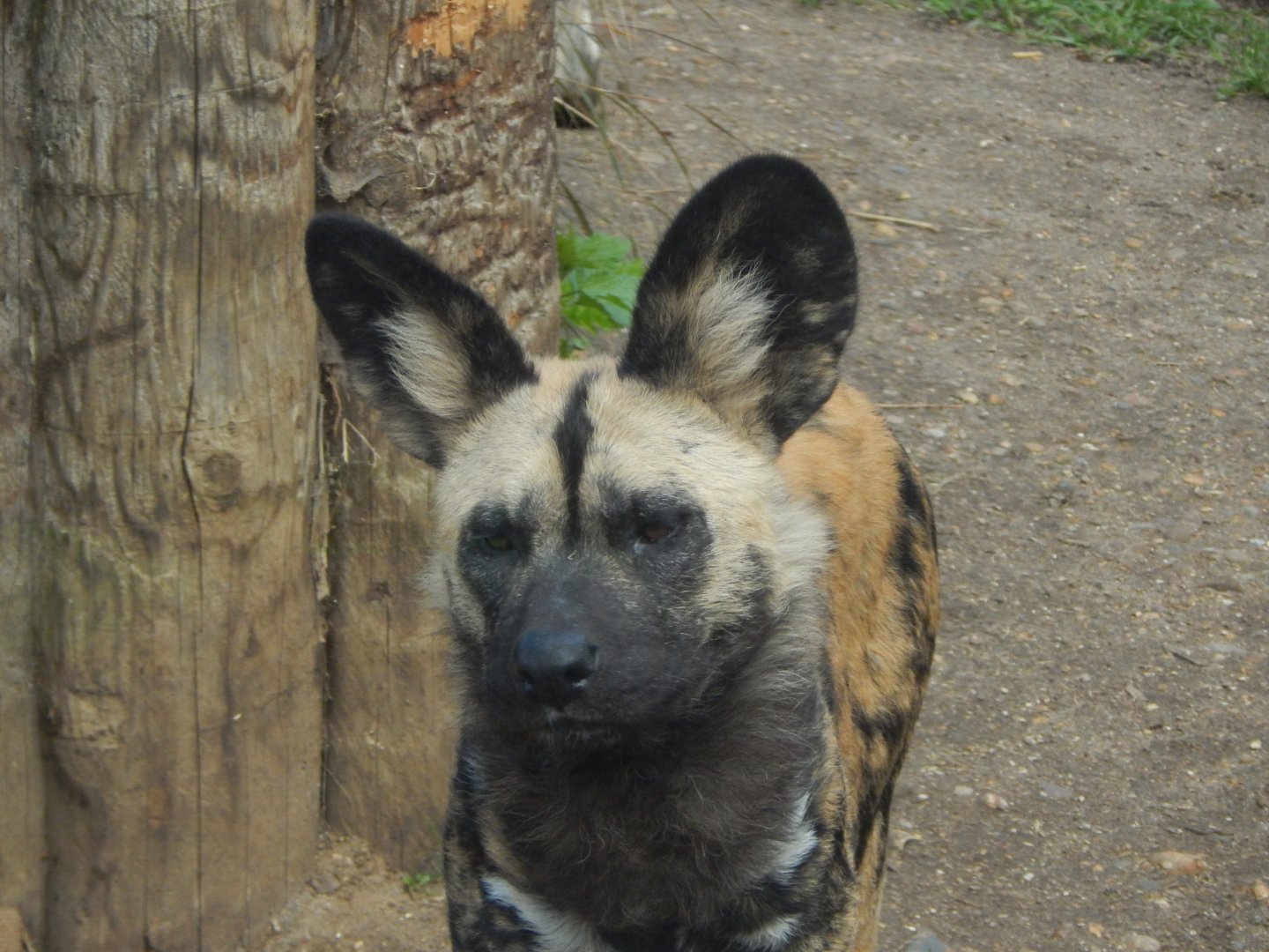 African hunting dog 180322