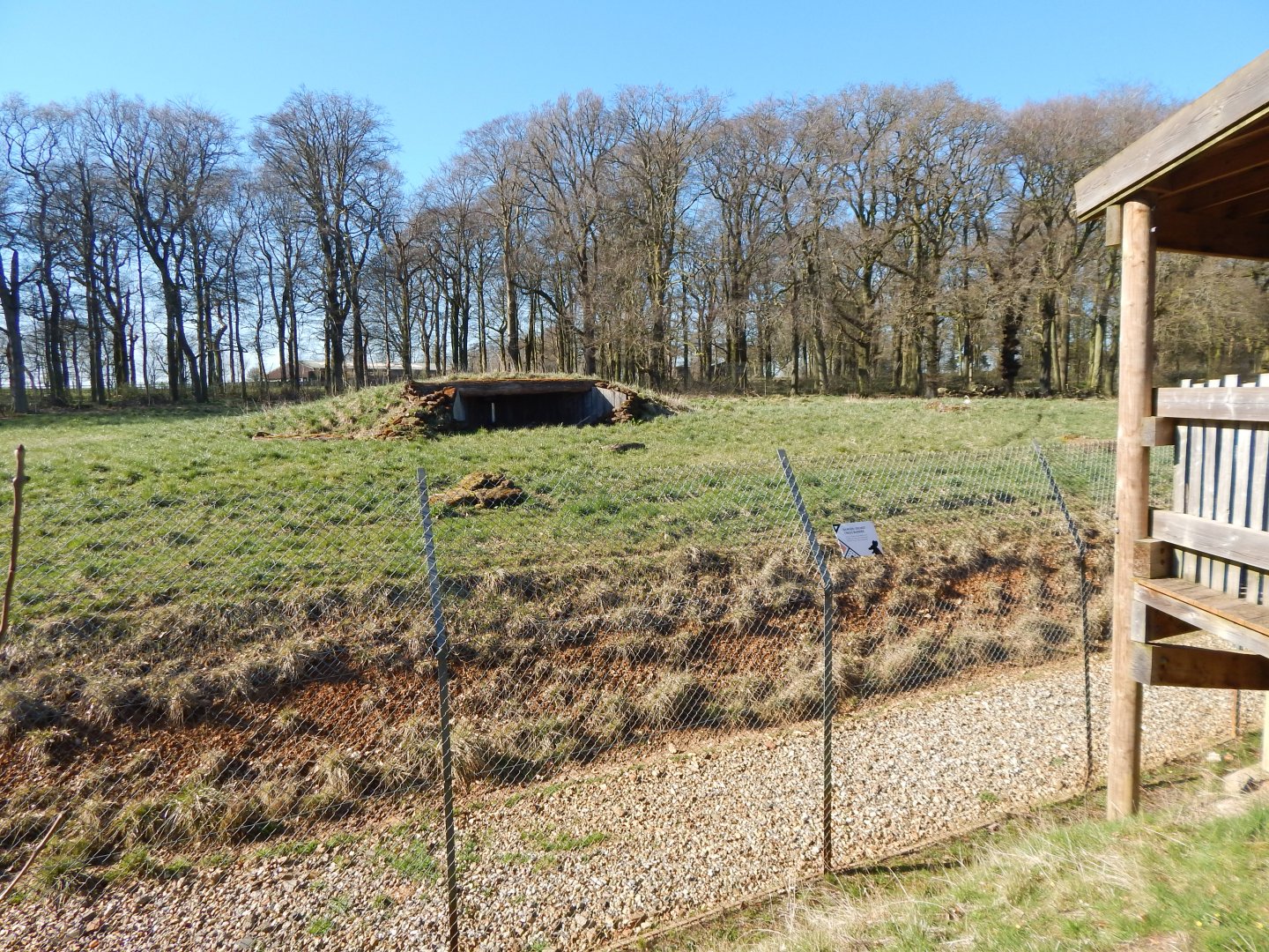 African hunting dog 190