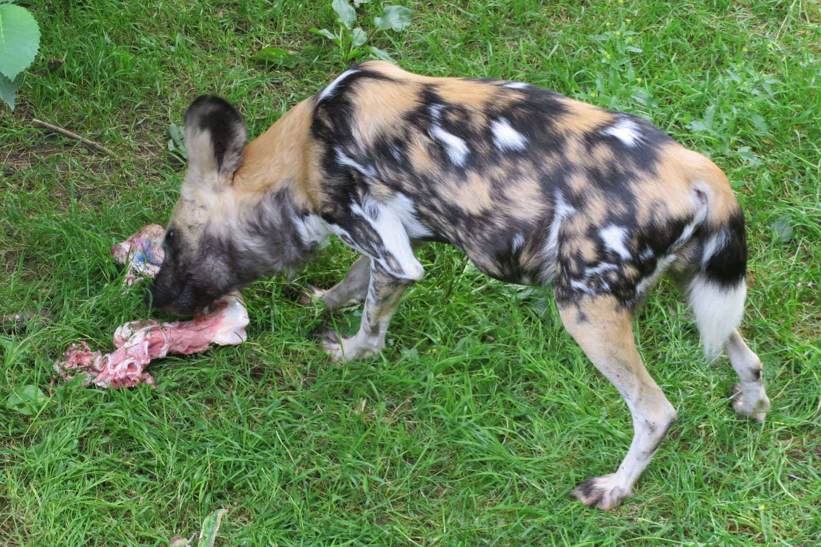 African Hunting Dog 240815