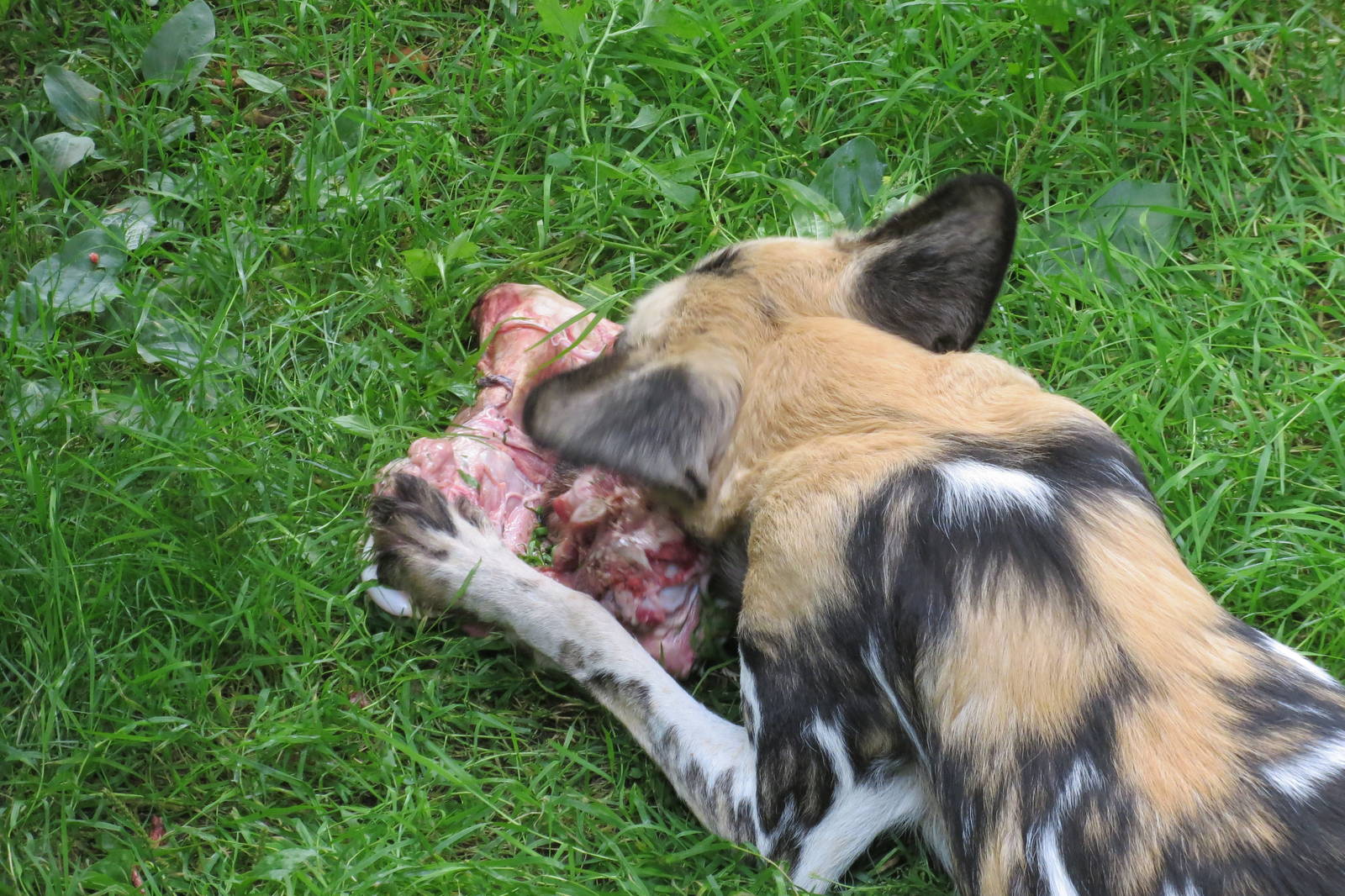 African Hunting Dog 240815
