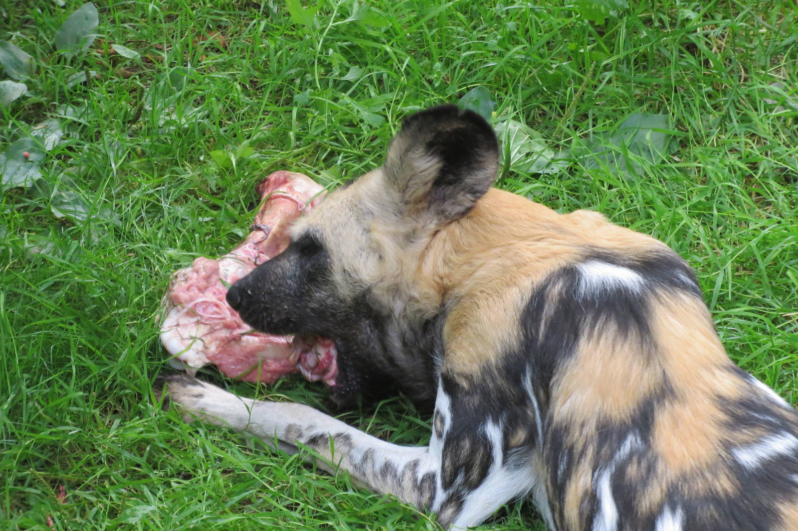 African Hunting Dog 240815