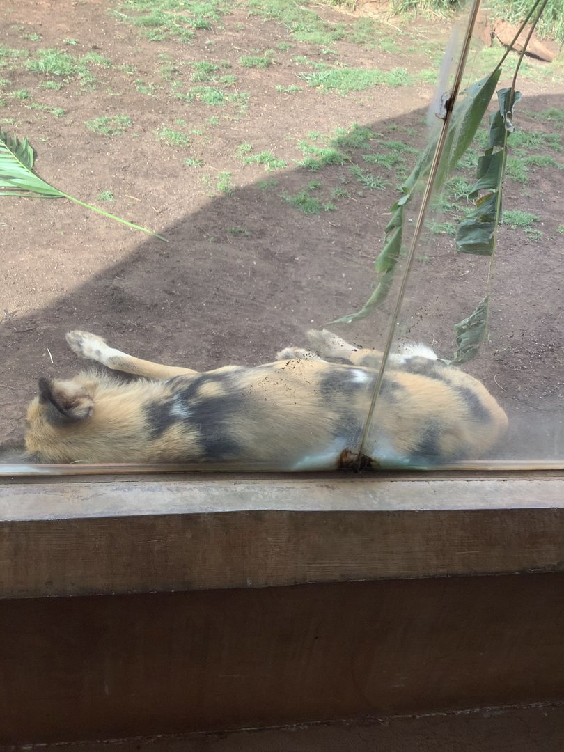 African Hunting Dog 3/25/23