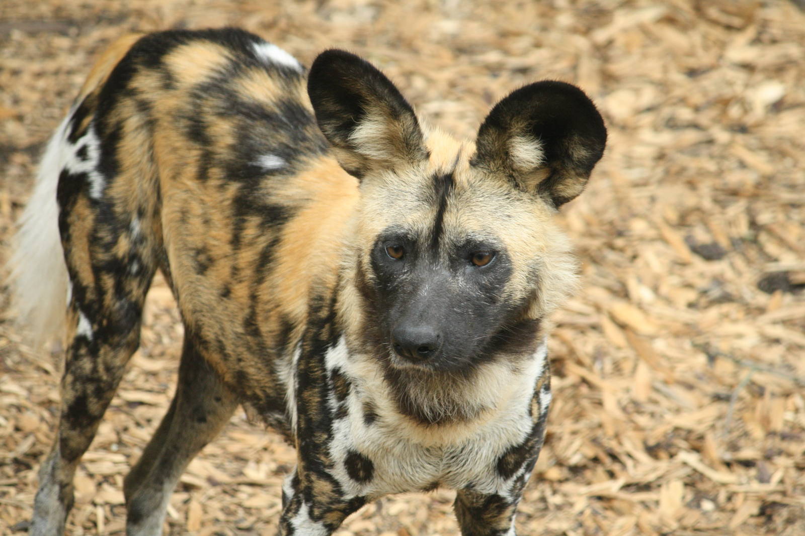 African hunting dog - 30 July 2010
