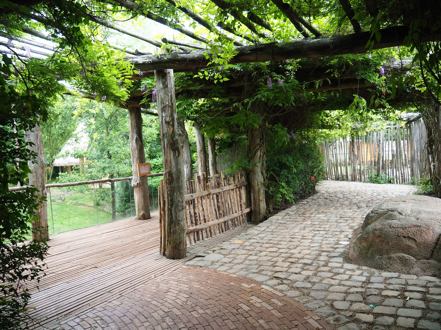 African hunting dog and savanna viewing area, 2019-07-21