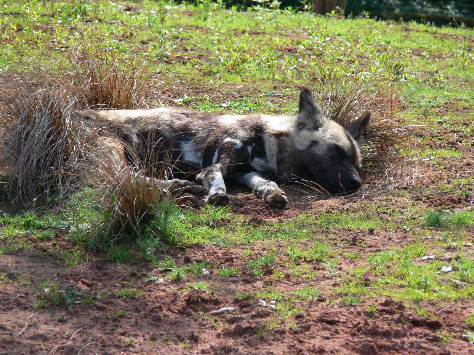 African Hunting Dog at Chester Zoo, 06/07/13