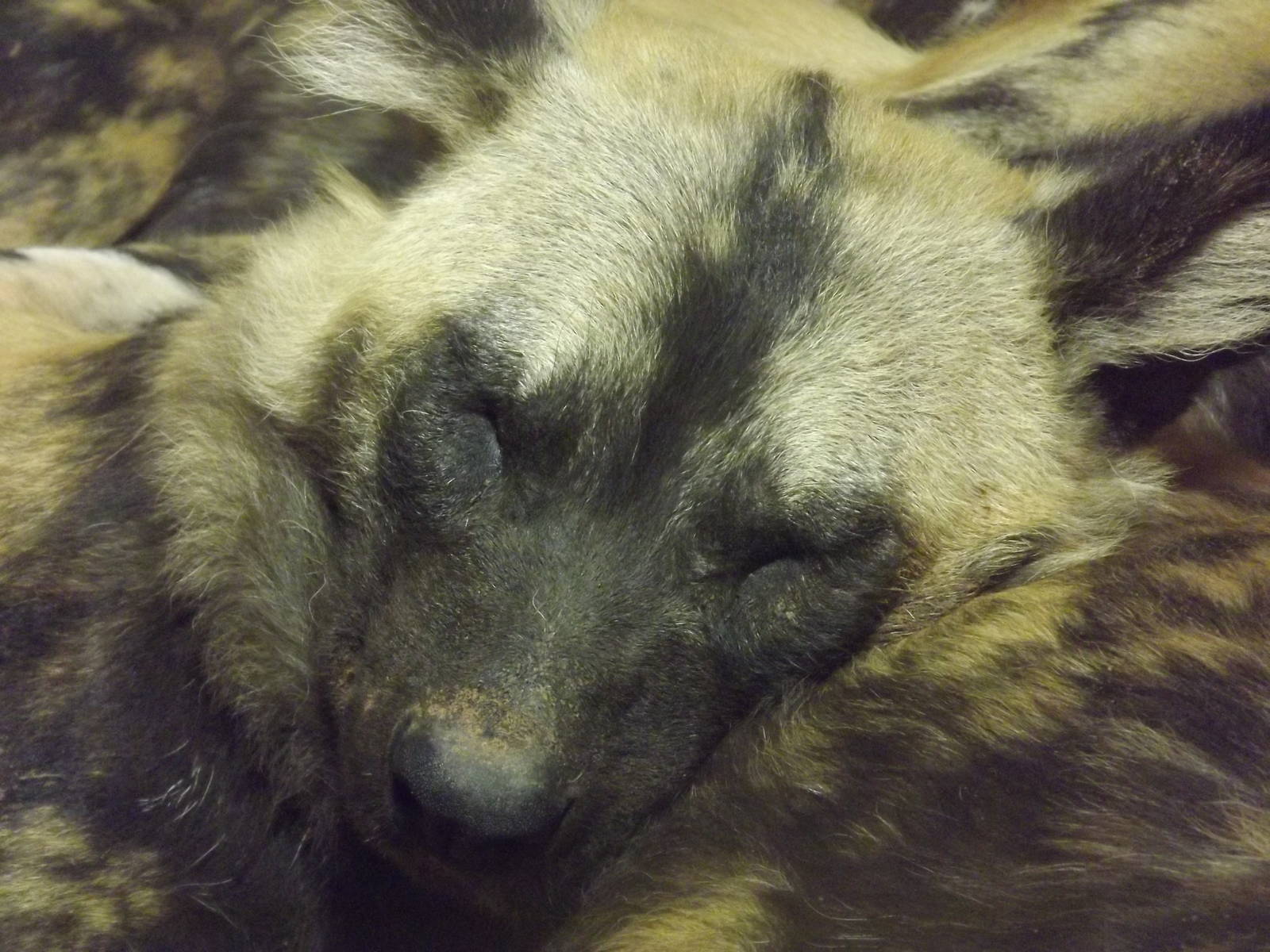 African Hunting Dog at Chester Zoo 31/03/12