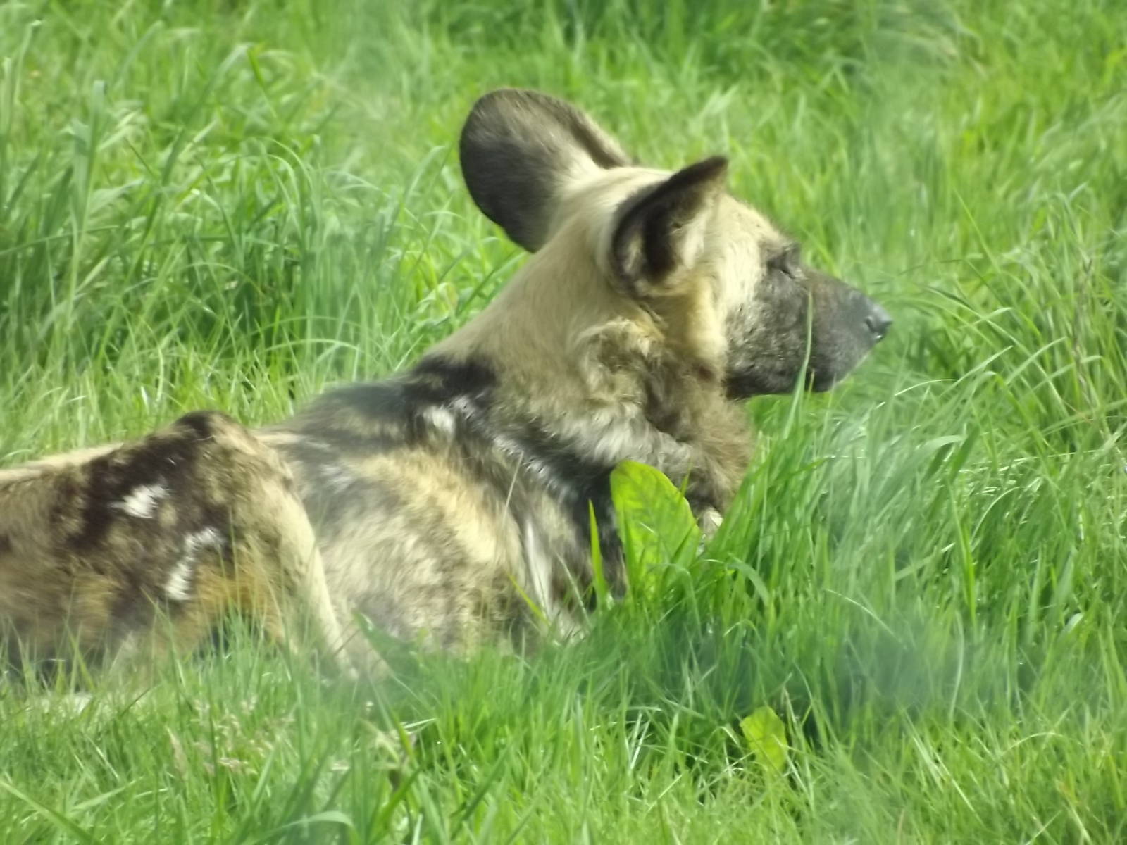 African Hunting Dog at Knowsley Safari Park 08/09/12