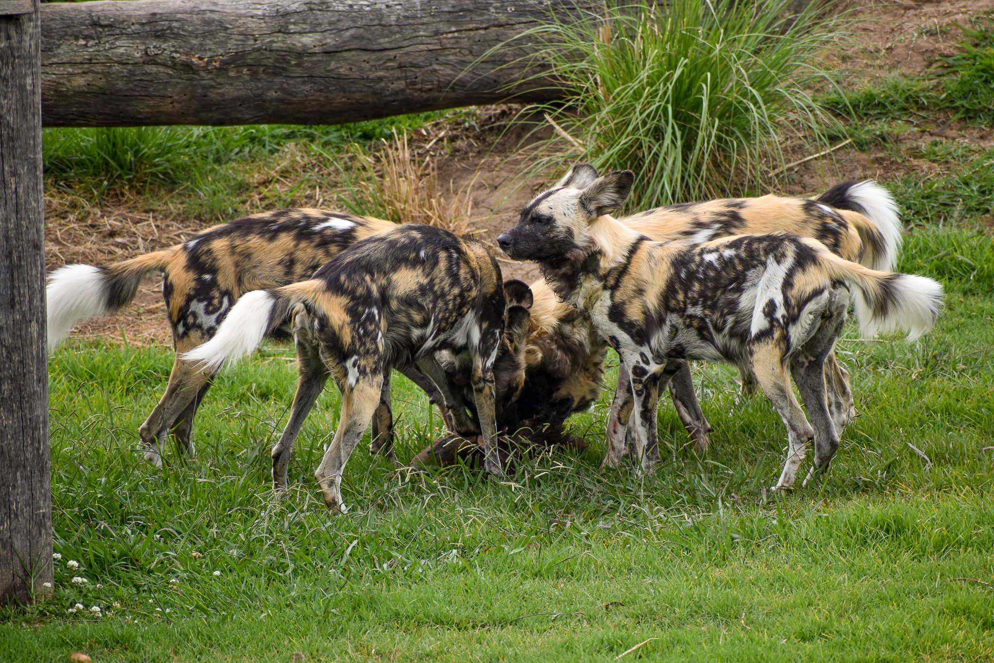 African Hunting Dog carcass feed
