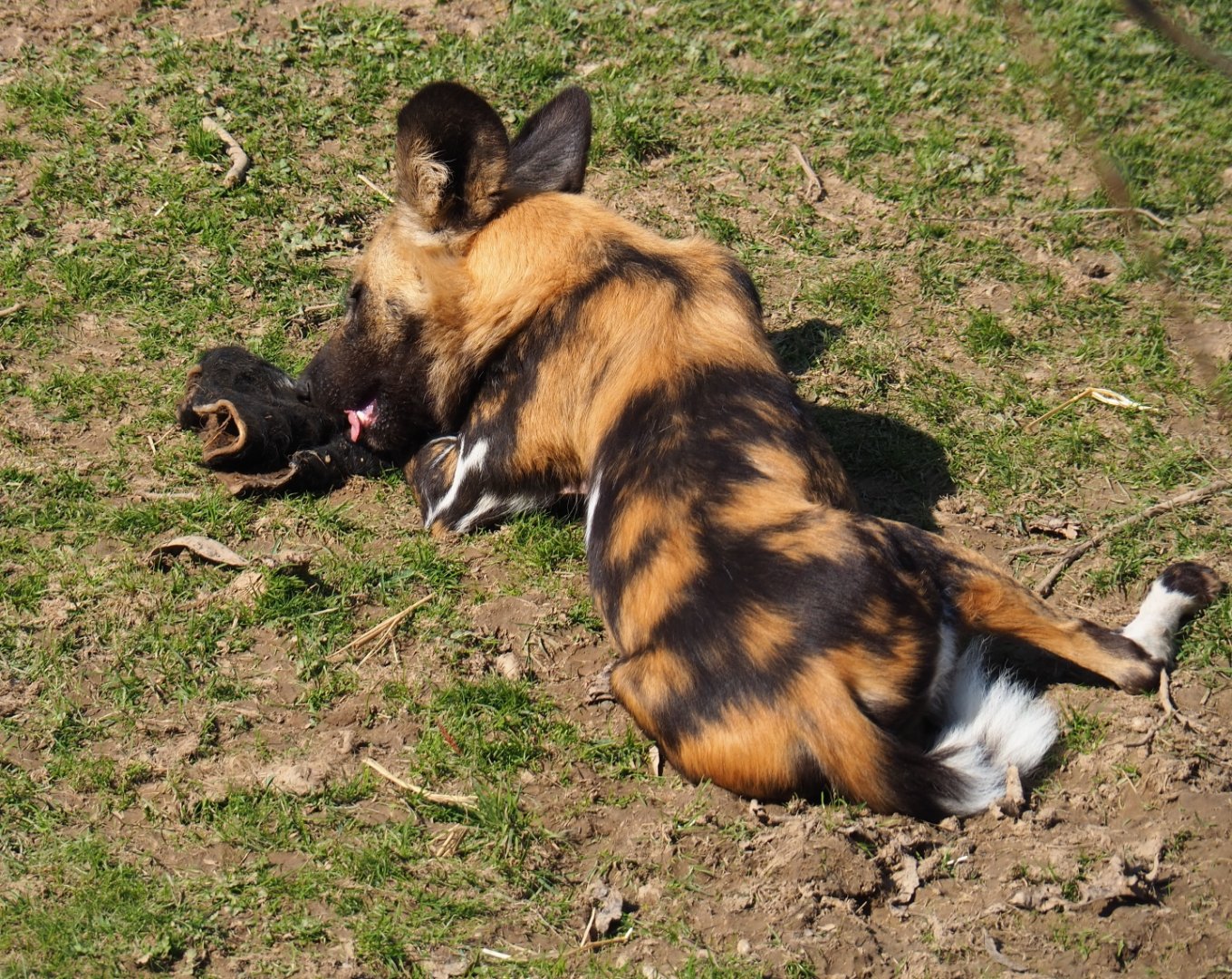 African hunting dog chewing on piece of cow skin, 2019-03-30