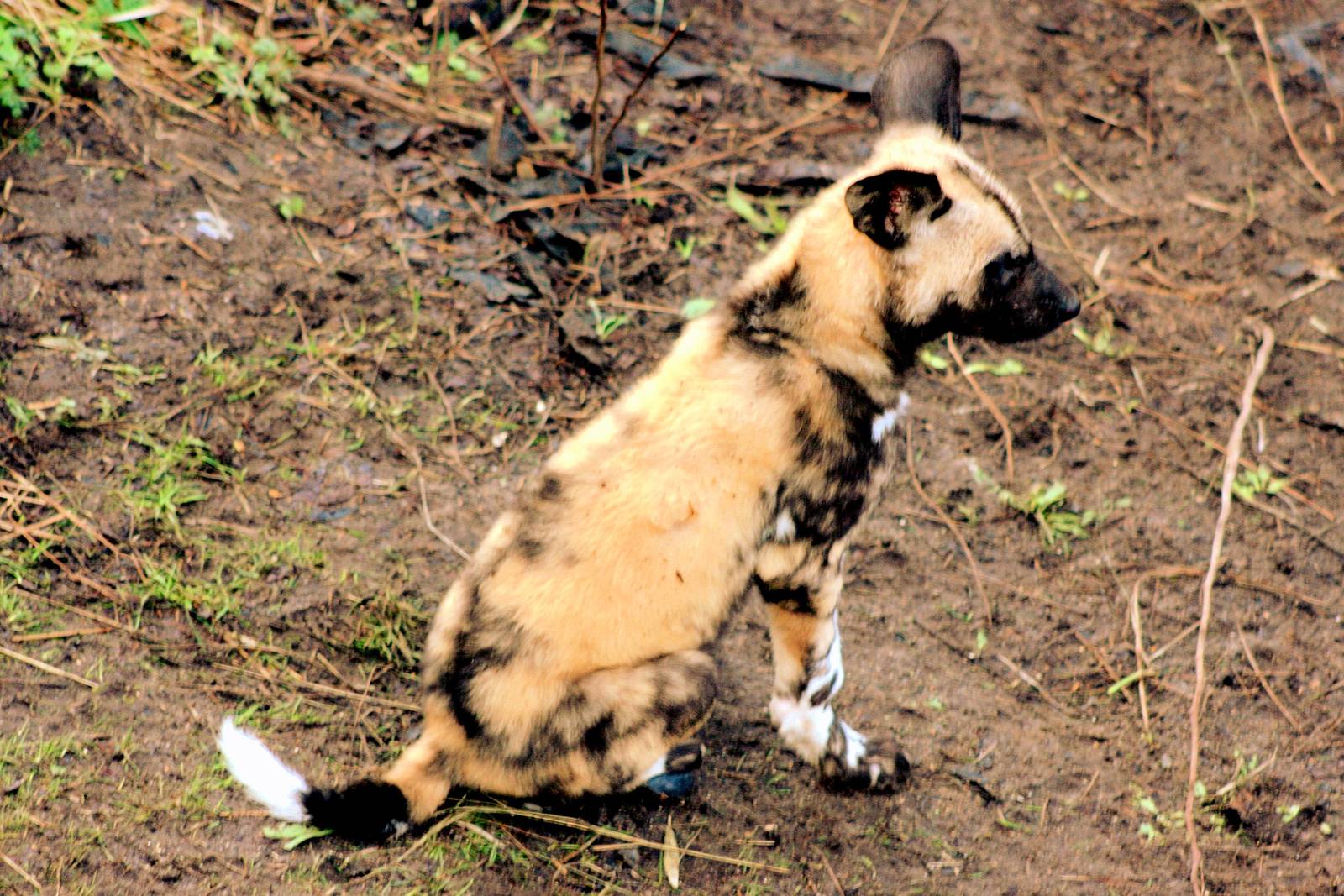 African hunting dog cub; London Zoo; 10th January 2016