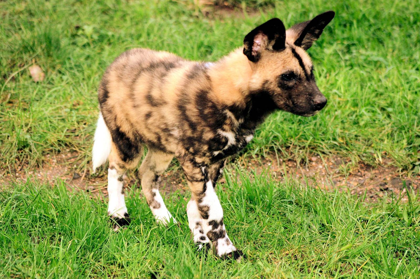 African hunting dog cub; London Zoo; 10th January 2016