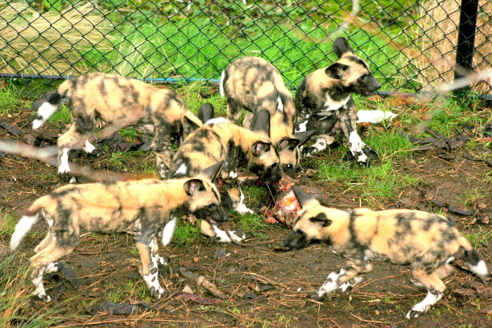 African hunting dog cubs; London Zoo; 27th December 2015