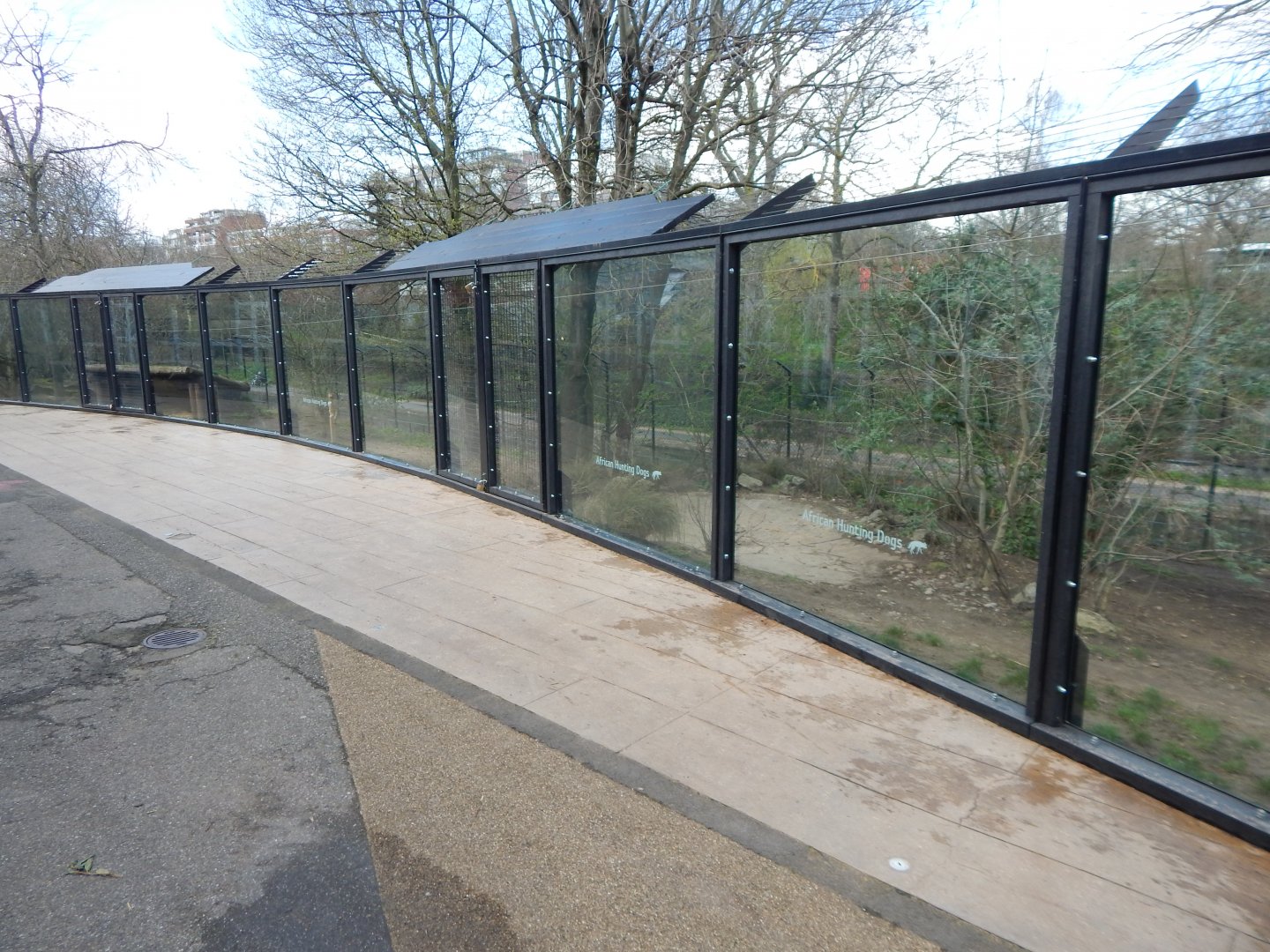 African hunting dog enclosure 180322