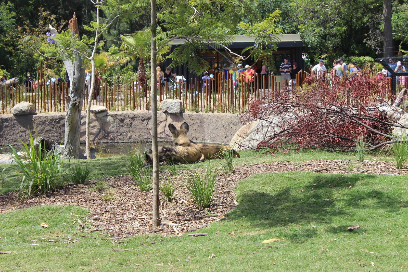 African Hunting Dog Enclosure