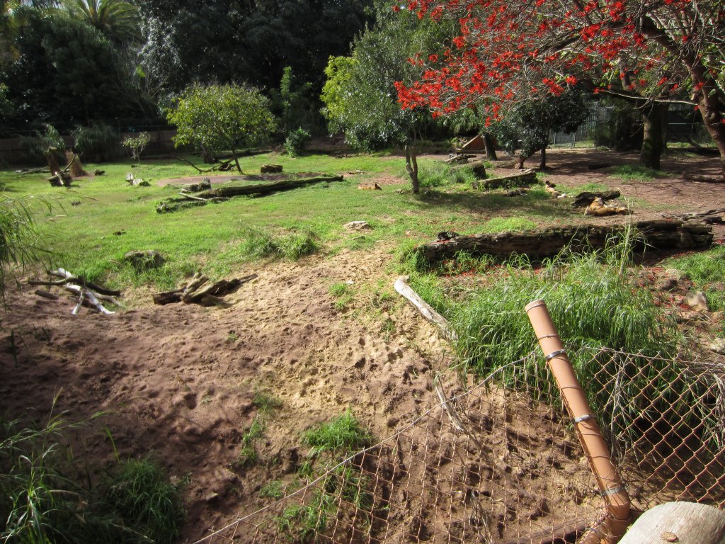 African Hunting Dog enclosure