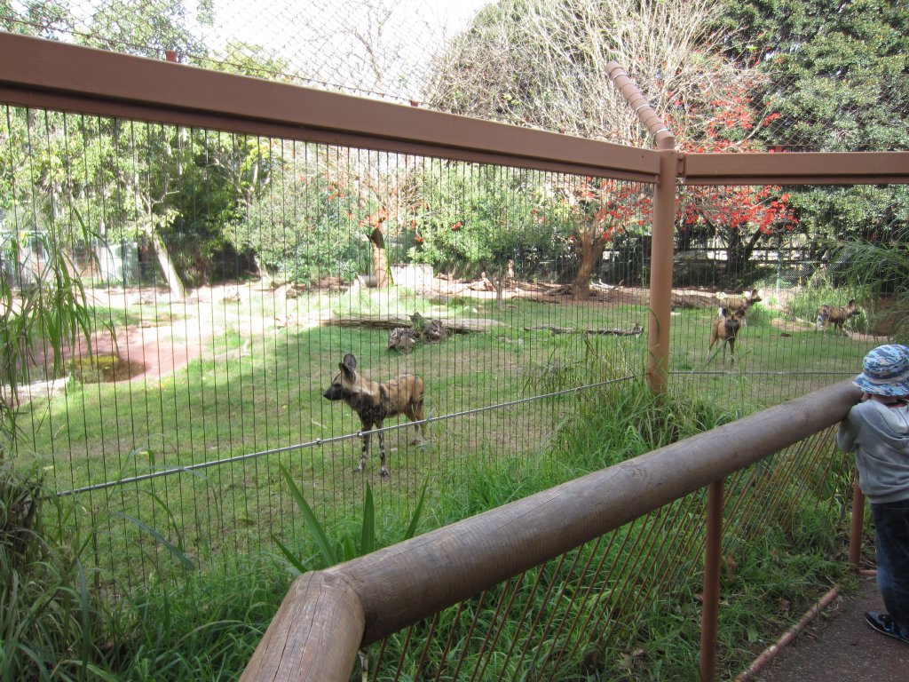 African Hunting Dog enclosure