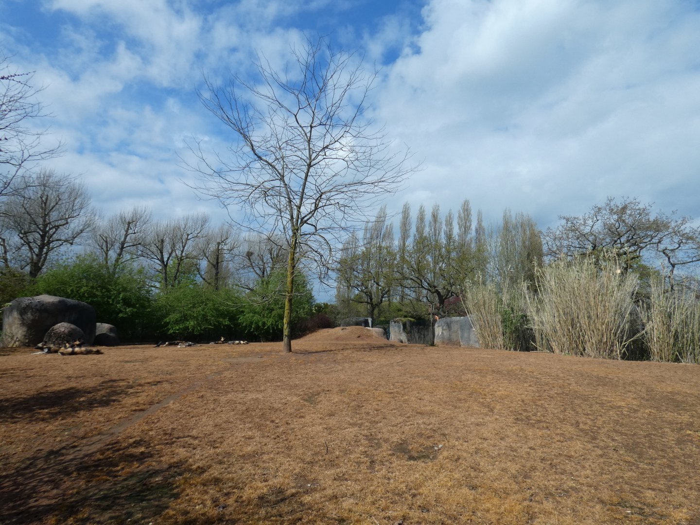 African hunting dog enclosure