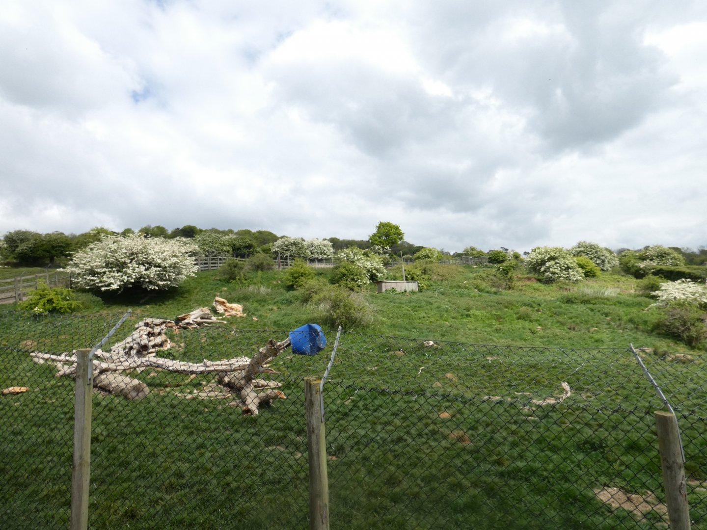 African hunting dog enclosure