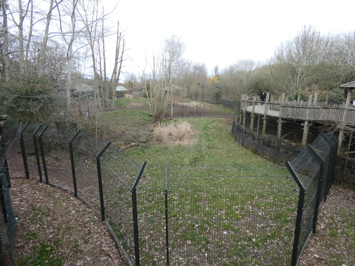 African hunting dog enclosure