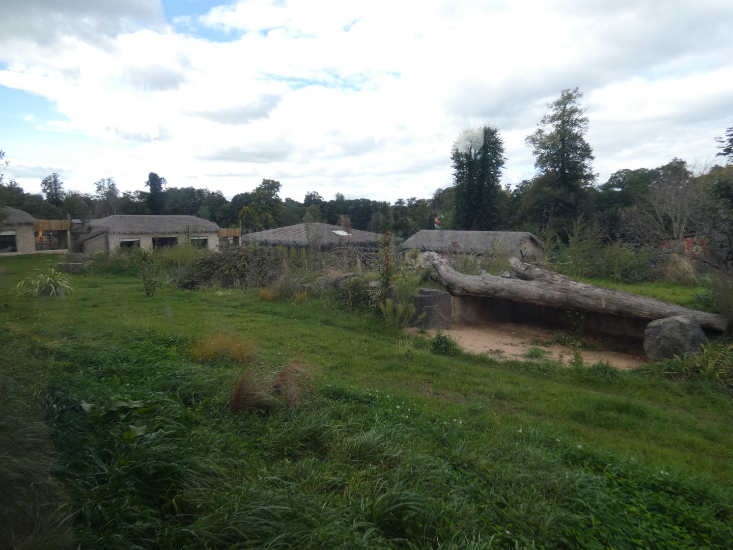 African hunting dog enclosure