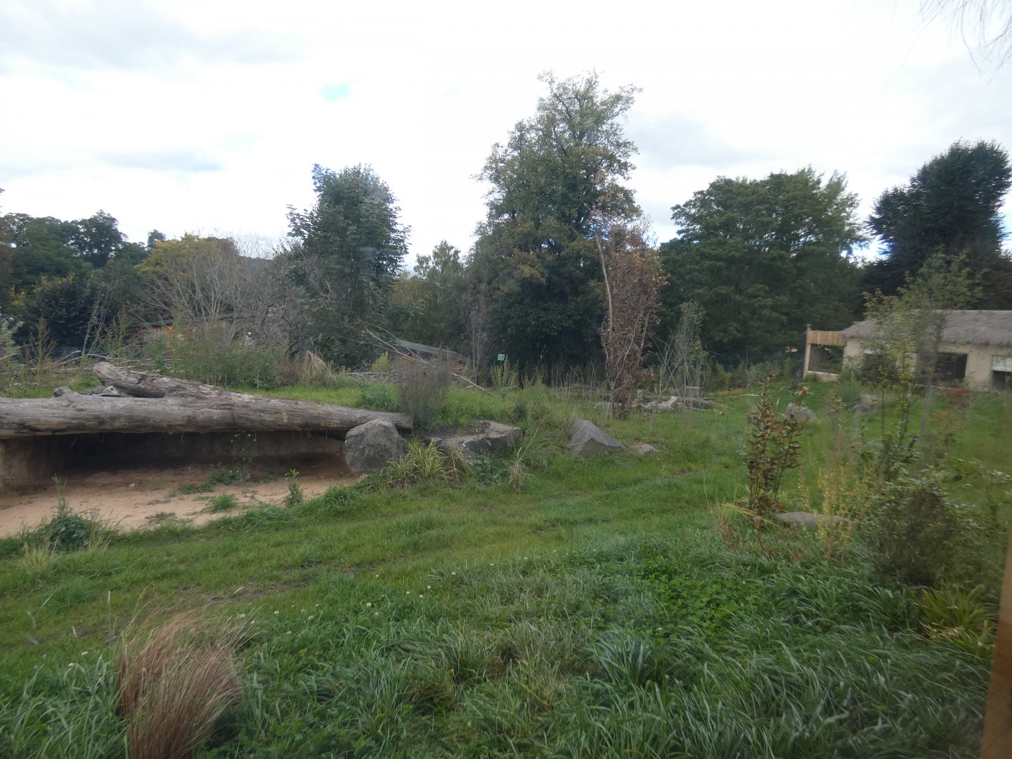 African hunting dog enclosure