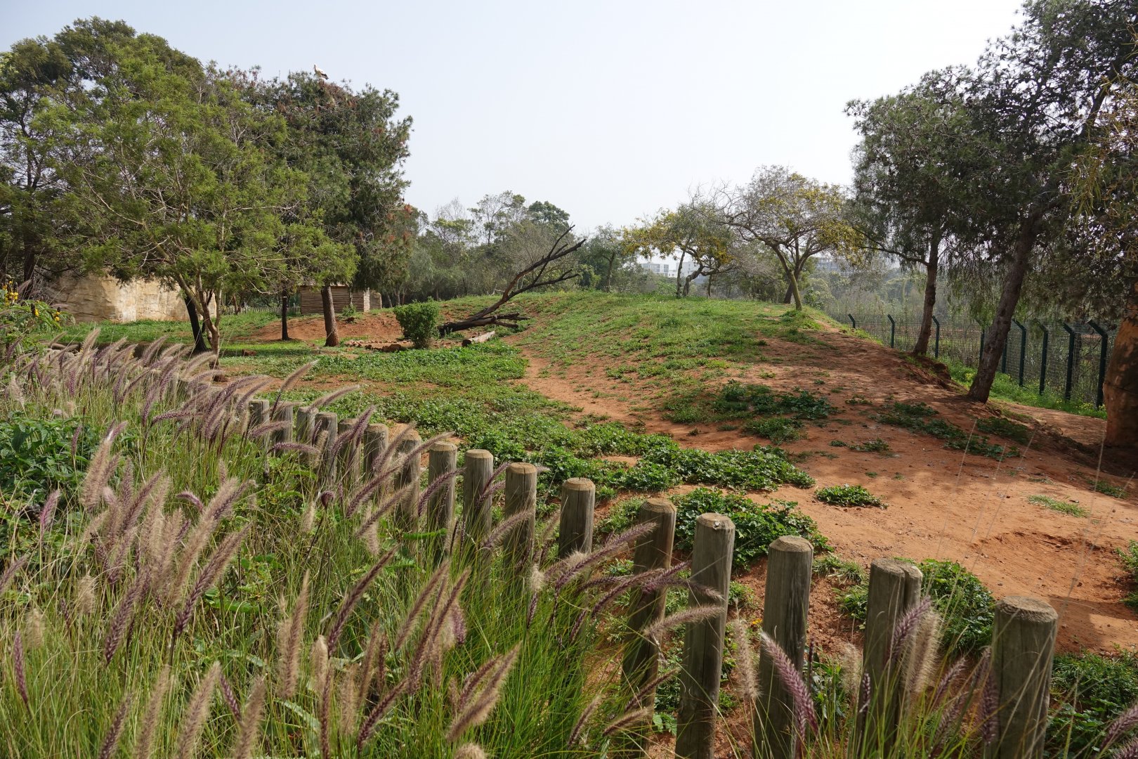 African Hunting Dog Enclosure