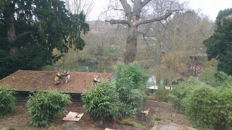 African Hunting Dog Exhibit 18-02-17