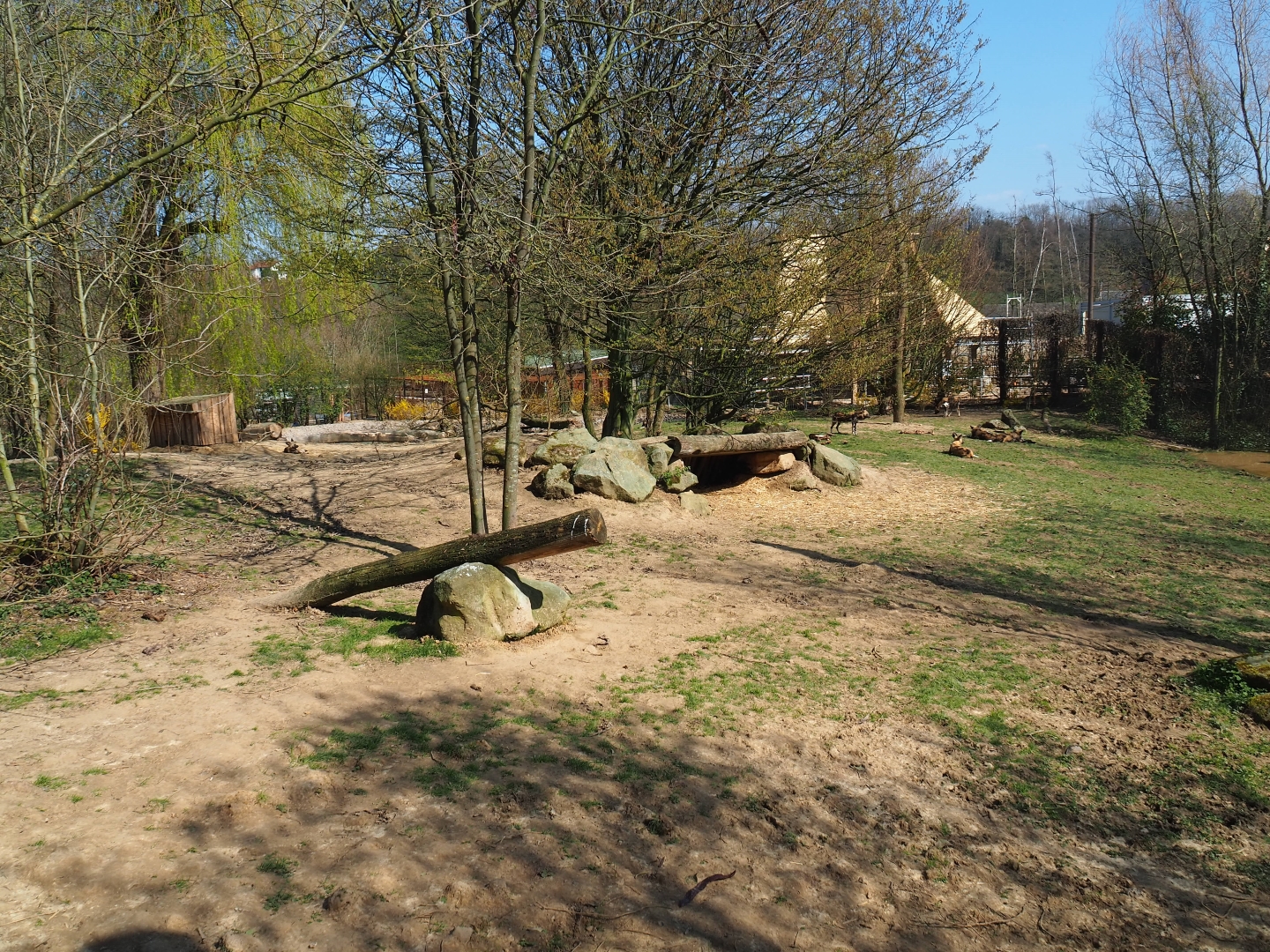 African hunting dog exhibit, 2019-03-30